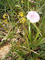 Convolvulus cantabrica