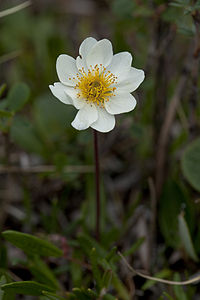 Dryas integrifolia – entire-leaved avens