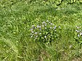 Wiesen-Storchschnabel (Geranium pratense) stimmt, Martin Bahmann