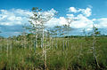 Die Everglades in Florida