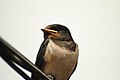 Füsti fecske (Hirundo rustica)