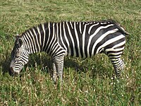 Grants Zebra