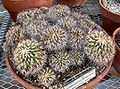 Gymnocactus horripilus