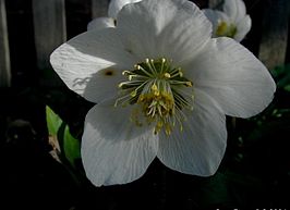 Kerstroos (Helleborus)