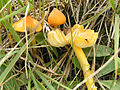 Hygrocybe acutoconica