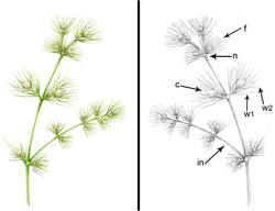 Jianchangia, chlamydosperms (C) kegel met zaadknoppen (F)