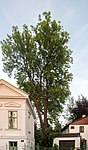 Esche (Fraxinus excelsior)