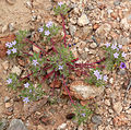 Langloisia setosissima