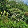 Tree along roadside in Dededo, Guam.