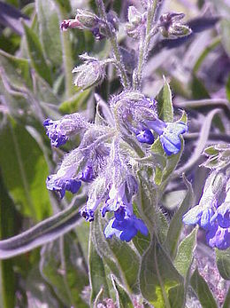 Mertensia echioides