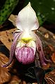 Paphiopedilum vietnamense