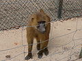 Guinea-Pavian Guinea Baboon