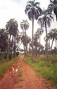 Yatay palmiye ağacı