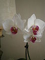 Phalaenopsis cultivar