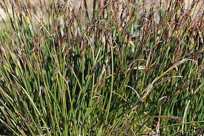 Flowering heads