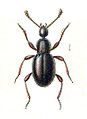 Scydmaeninae (Scydmaenus tersatus)