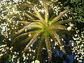 Stratiotes aloides emerging