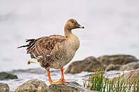 Taiga_bean_goose_(53347585277)