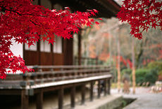 Thu phong trong một khu vườn Tenryû-ji ở Kyoto