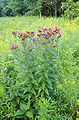 Vernonia fasciculata (sottotribù Vernoniinae)