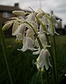 White variant of the Common Bluebell