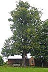 Winterlinde (Tilia cordata)