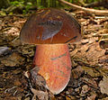 Flockenstieliger Hexen-Röhrling Neoboletus luridiformis