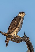 African hawk-eagle (Aquila spilogaster)