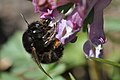 Schwarze Form des Weibchens, an Gefingertem Lerchensporn (Hamburg)