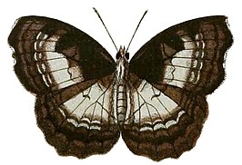 Ariadne enotrea