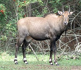 Nilgau antilop (Boselaphus tragocamelus)