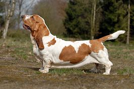 Basset hound, rood-wit/bruin-wit.