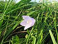 Campanula rotundifolia on the german island Hiddensee, Photo by Kristian Peters