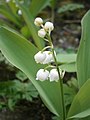 Convallaria majalis