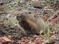 Oriental Basin pocket gopher