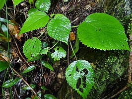 Dendrocnide moroides