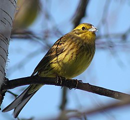 Citromsármány (Emberiza citrinella)