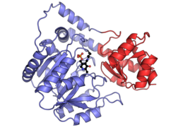 Aspartate aminotransferase PDB: 7AAT​