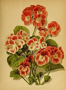 Fancy Pelargoniums, Vol 14 van The Garden, 1878