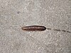 A tropical leatherleaf slug on a pavement. It is brown in colour.