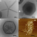 Starfish-shaped Features of Mimivirus II