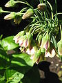 Allium siculum