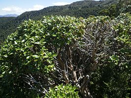 Olearia colensoi