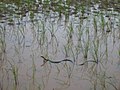 Rice field