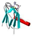 Ribbon diagram of plastocyanin