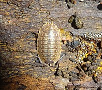 Porcellio montanus