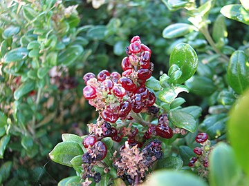 Chenopodium candolleanum