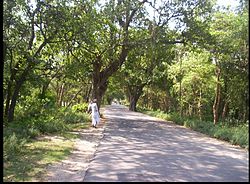 The road to Mohanpur, going towards Begusarai (south of Mohanpur) from Manjhaul (north of Mohanpur)