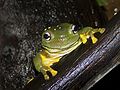 Magnificent tree frog