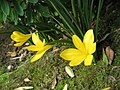 Sternbergia lutea close-up